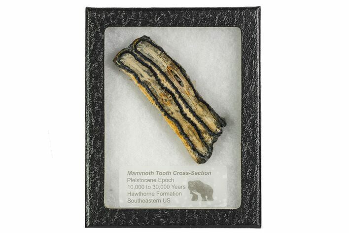 Mammoth Molar Slice With Case - South Carolina #106544